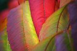 Autumn Sumac Leaves_23563